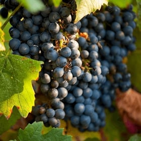 black-grape-cluster